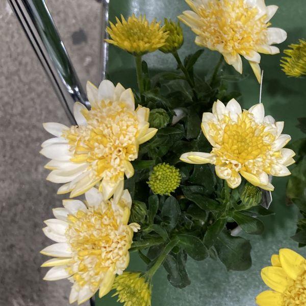 個性的な花色で八重咲きタイプのオステオスペルマムです。草姿はコンパクトで芽数が多く株いっぱいに花を咲かせます。春から初夏にかけて開花します。※霜による白い斑点が葉についている苗があります。サイズ：3寸鉢（写真2枚目参照）※写真は見本です。実...