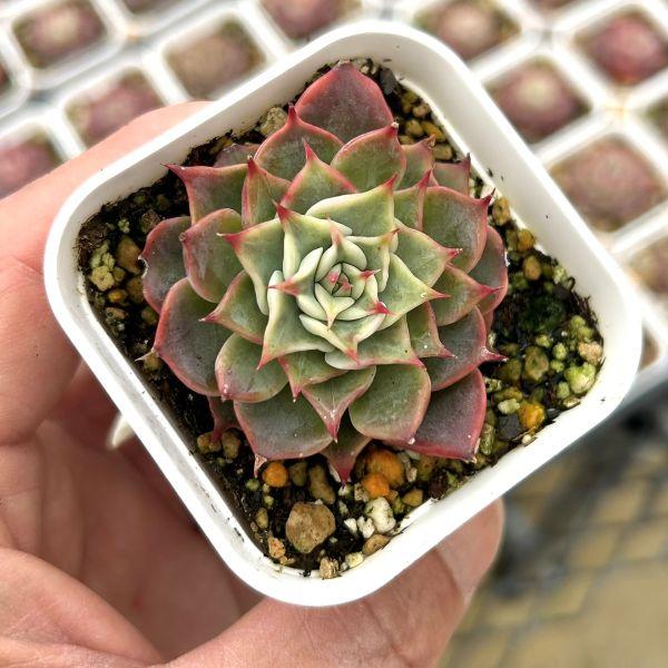 海外から輸入のエケベリアです。当農場がカット苗を発根し、鉢上げしたものをお送りします。サイズ：2.5寸鉢※写真は見本です。実際のお届けの苗と大きさや姿が異なることがございます。※子が付いている写真の場合は子が付いていないものが届くことがあり...