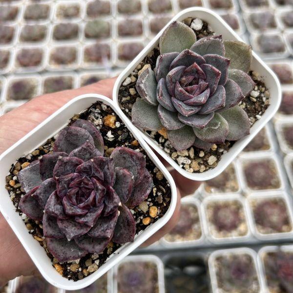 海外から輸入のエケベリアです。当農場がカット苗を発根し、鉢上げしたものをお送りします。サイズ：2.5寸鉢※写真は見本です。実際のお届けの苗と大きさや姿が異なることがございます。※子が付いている写真の場合は子が付いていないものが届くことがあり...