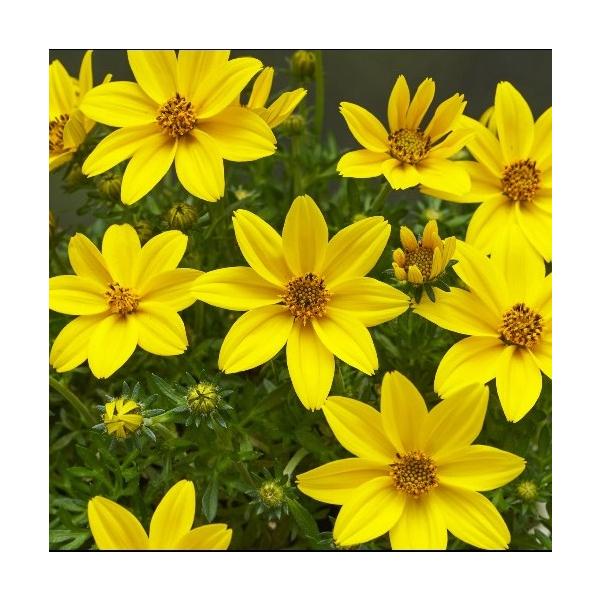 花が大きく、春と秋に長期間にわたって花を楽しむことができます。鮮やかな黄色の花が咲きます。サイズ：3寸鉢※写真は見本です。実際のお届けの苗と大きさや姿が異なることがございます。※花はついておりません。※登録品種につき、販売目的での増殖は禁じ...