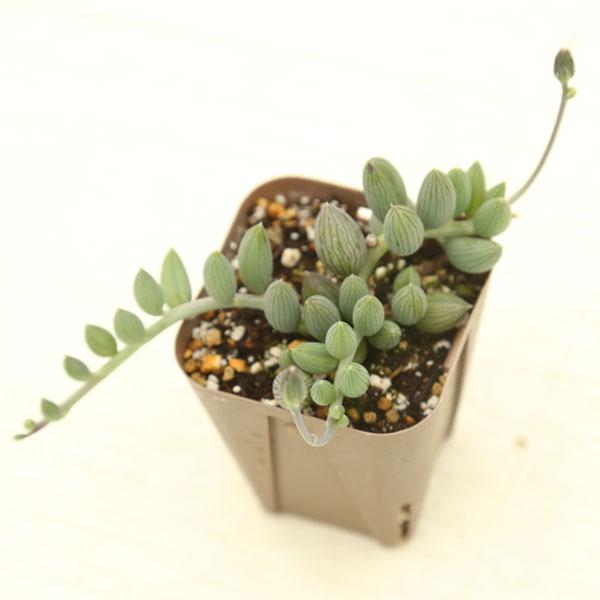 ネックレスのようにどんどん伸びてかわいらしい植物です。垂らすように植えるとなんとも言えない美しさがあります。寄せ植えのアクセントとしてお使いください。サイズ：2.5寸鉢※写真は見本です。実際のお届けの苗と大きさや姿が異なることがございます。