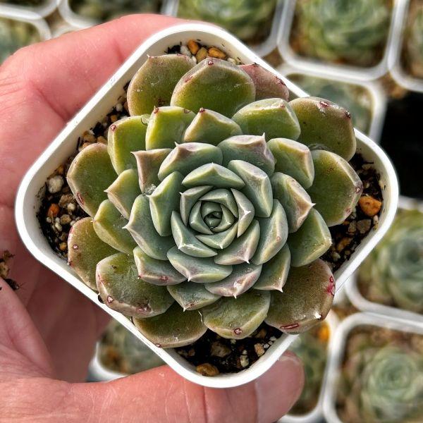 多肉植物 エケベリア ヒアリナ ex ワルサー 7.5cmポット苗 : ハニー