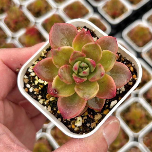 多肉植物 エケベリア シャーベル 7.5cmポット苗 : ハニーミント - 通販