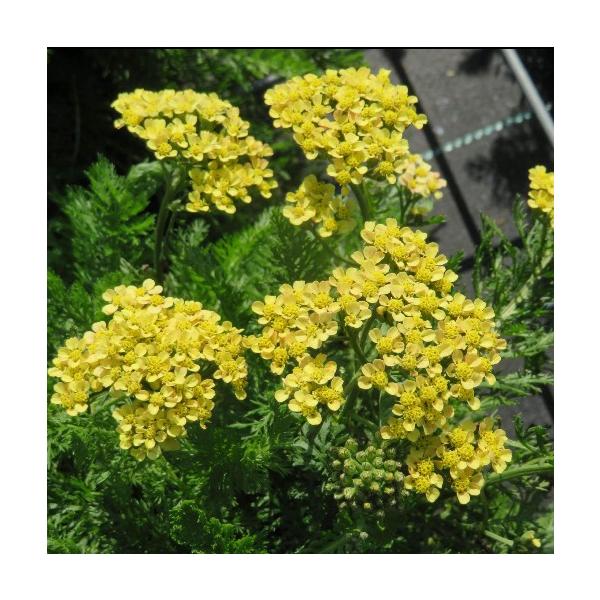 【当店農場生産】アキレア ミリーロック イエローテラコッタ 9cmポット苗 耐寒性宿根草