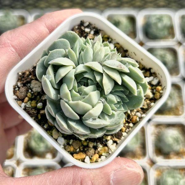 多肉植物 エケベリア スエットボール 7.5cmポット苗 : ハニーミント