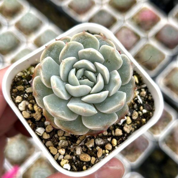 多肉植物 エケベリア シュガーハートアイスソウル 7.5cmポット苗