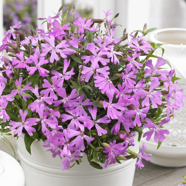 ピンクの花 ダニエルクッション 苗 芝桜 ピンクデイジー型多年草 品種 40株 9cmポット その他