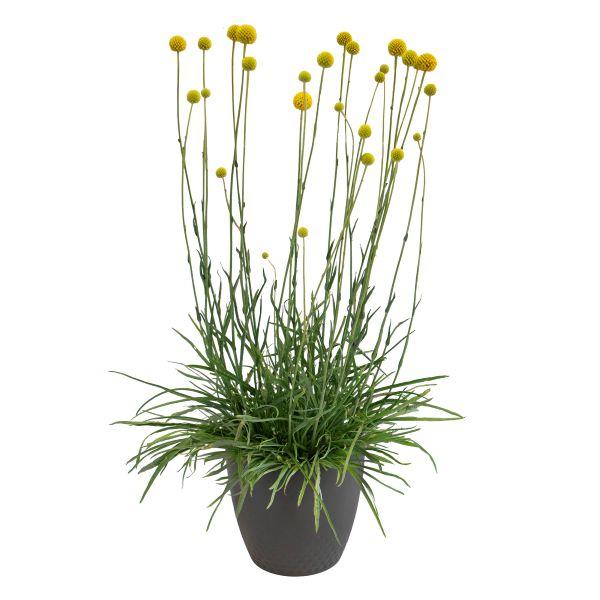 【当店農場生産】クラスペディア ソーラーポップ 9cmポット苗