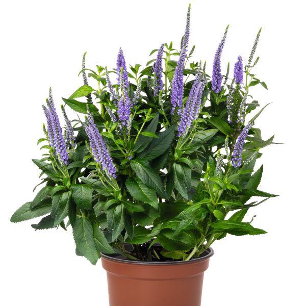 【当店農場生産】ベロニカ キャンデラ ブルー 9cmポット苗 多年草