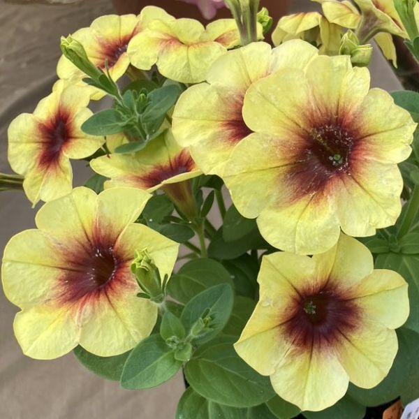 当店農場生産】クレイジーチュニア バナナラマ（花なし苗）9cmポット苗