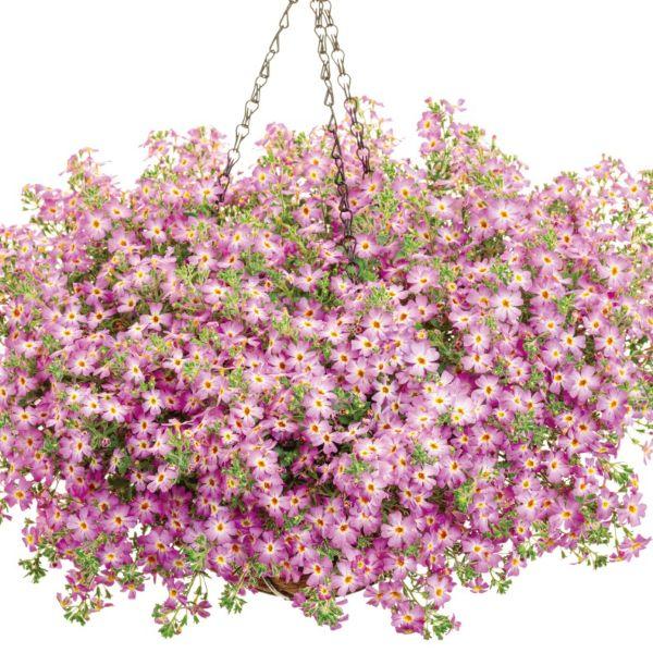 【当店農場生産】ジャメスブリテニア サファリ モーブスカイ 9cmポット苗