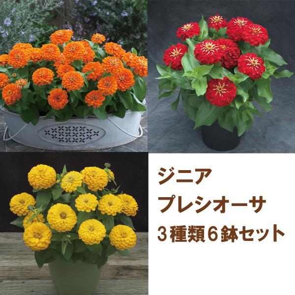 当店農場生産】ジニア プレシオーサ 3種類6鉢セット 9cmポット苗