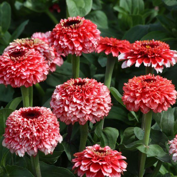 【当店農場生産】ジニア シンデレラ フィズ 9cmポット苗 かわいいお花が咲きます♪
