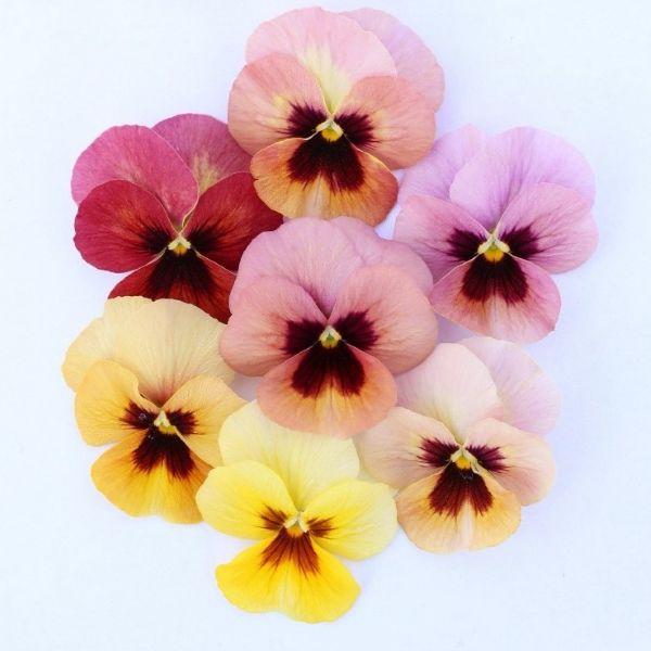 【当店農場生産】小輪パンジー わらく フェスタ（花なし苗） 9cmポット苗 花壇や寄せ植えに♪