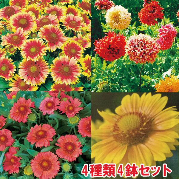 【当店農場生産】ガイラルディア 4種類4鉢セット
