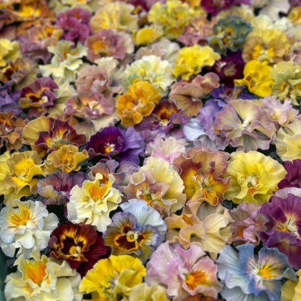 【当店農場生産】ビオラ アイクルール（花なし苗） 9cmポット苗 花日和さんオリジナル