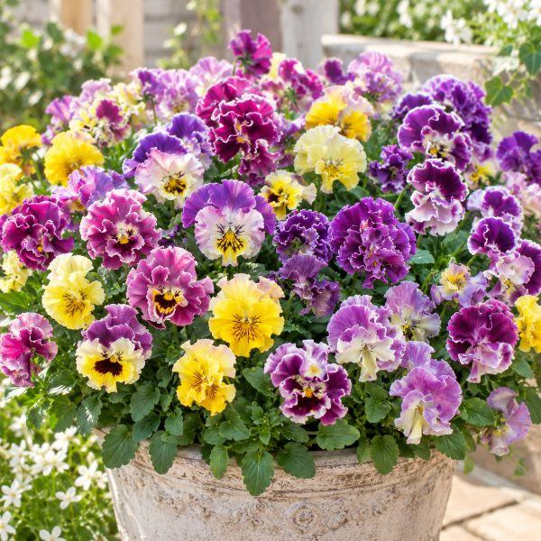 【当店農場生産】パンジー フレンチカンカン ミックス（花なし苗） 9cmポット苗 花壇や寄せ植えに♪