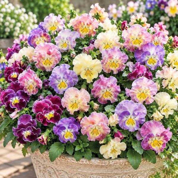 【当店農場生産】パンジー フレンチカンカン 七変化（花なし苗） 9cmポット苗 花壇や寄せ植えに♪
