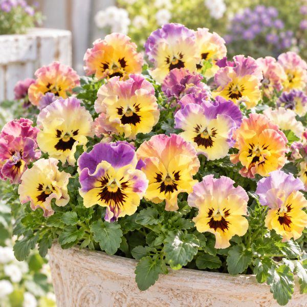 【当店農場生産】ビオラ ソワレ シャルロット（花なし苗） 9cmポット苗 花壇や寄せ植えに♪
