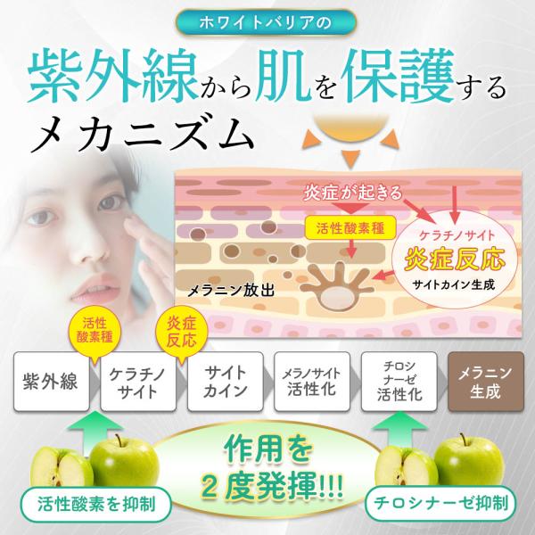 hongo-company_whitebarrier_5_d_20240802084920