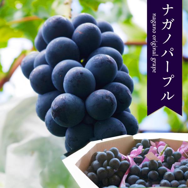 長野県産　高級ぶどう　特大　ナガノパープル　9房セット　5kg ケース 箱売り 長野 ナガノパープル 9〜12房 約5kg ぶどう 高級