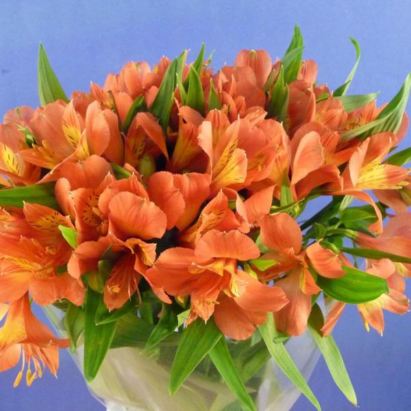 アルストロメリア 長野県産 5本 切花 生花 切り花 造花ではありません お色おまかせ Buyee Buyee 日本の通販商品 オークションの代理入札 代理購入