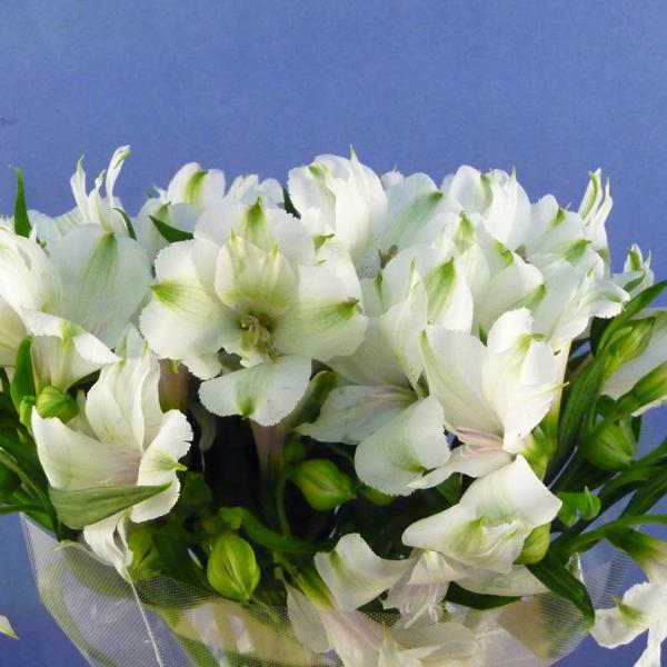 アルストロメリア 長野県産 5本 切花 生花 切り花 造花ではありません お色おまかせ Buyee Buyee 提供一站式最全面最專業現地yahoo Japan拍賣代bid代拍代購服務 Bot Online