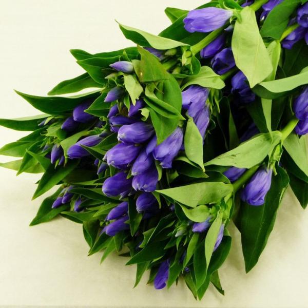 りんどう リンドウ 竜胆 5本 切花 生花 切り花 造花ではありません お色おまかせ Gentai Rindou ほんまもん屋 Hanaファクトリー 通販 Yahoo ショッピング