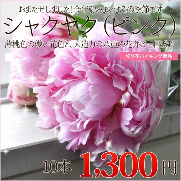シャクヤク 芍薬 八重咲き ピンク 10本 自分でアレンジ しゃくやく