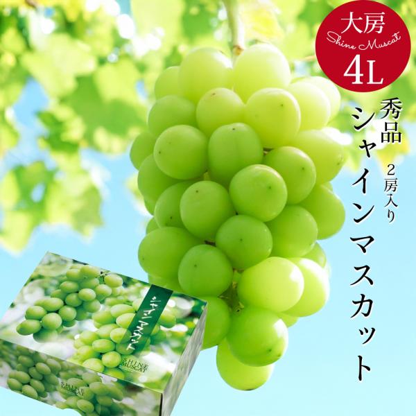 大房 4Lサイズ シャインマスカット ぶどう ギフト 贈答 敬老の日 お祝い 御祝 お見舞い お供え 御供 果物 フルーツ 【BO】[4L:シャインマスカット2房:冷蔵]