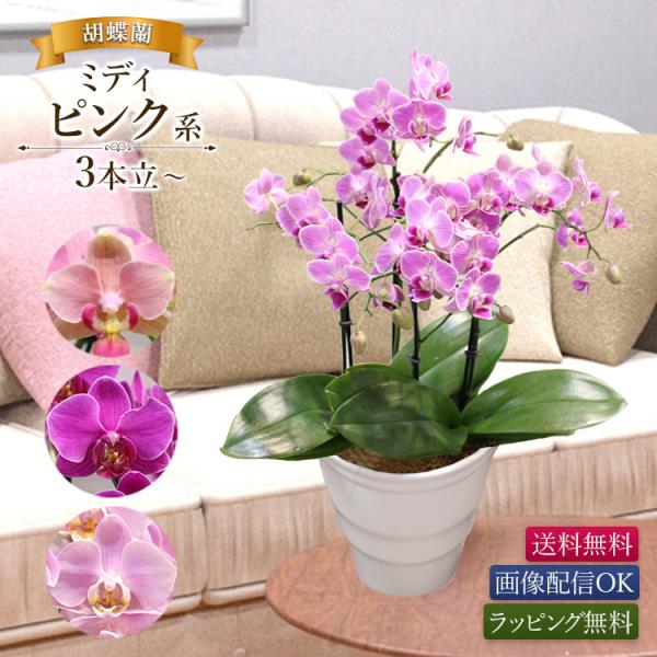 コンパクトで飾りやすいミディサイズの胡蝶蘭！かわいらしく可憐なピンク系は女性への贈り物に最適♪　■配送について平日11時までのご注文で即日発送 送料無料※土曜の11時以降及び日曜の受付は月曜発送（火曜着が最速になります）※北海道・沖縄・離島...