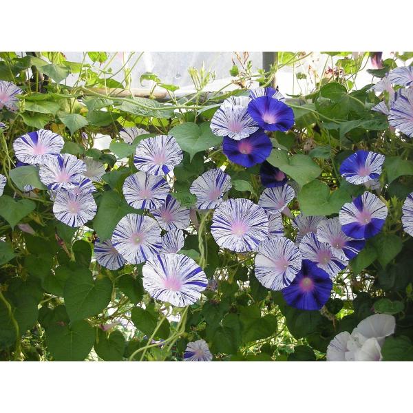 変化あさがお 江戸風情 ５個セット あさがお 朝顔 アサガオ 苗 花 Buyee Buyee 日本の通販商品 オークションの代理入札 代理購入