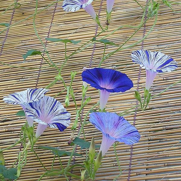 変化あさがお 江戸風情 15個セット あさがお 朝顔 アサガオ 苗 花 Henkaasagaoedohuzei3 ホンマ農園 通販 Yahoo ショッピング