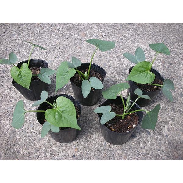 江戸風情単色青紫５個セット あさがお 朝顔 アサガオ 苗 花 Buyee Buyee Japanese Proxy Service Buy From Japan Bot Online