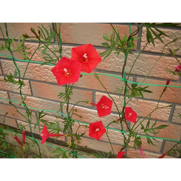 るこう草５個セット あさがお 朝顔 アサガオ 苗 花 Buyee Buyee Japanese Proxy Service Buy From Japan Bot Online