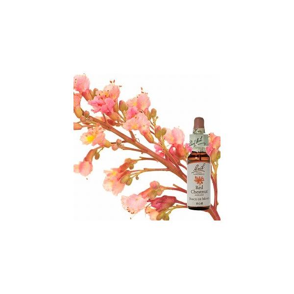 バッチフラワーレメディ25 レッドチェストナット