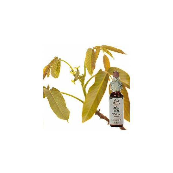 内容量・成分原材料10ml /ウォールナット、水、グリセリン /ノンアルコール▼飲んだ後に期待される状態他人から影響を受けやすかったり、周囲のエネルギーに振り回されやすい時にも役立ちます。自分自身の考えを信じ、独自の道を切り開いて行きます。...