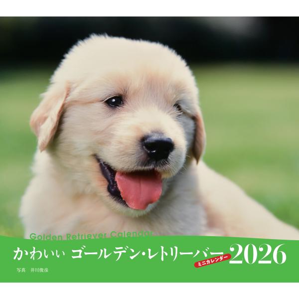 出版社名：誠文堂新光社著者名：井川俊彦シリーズ名：［カレンダー］発行年月：2025年09月キーワード：カワイイ ゴールデン レトリーバー カレンダー、イガワ,トシヒコ