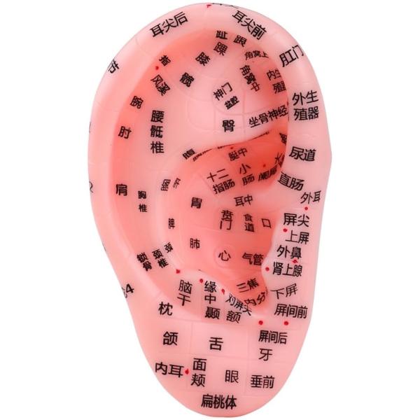 バリエーションコード : 2BUI044F2Vサイズ: 13cm x 7.5cm　重さ:62グラム材質:PVC鍼灸師や専門家による耳つぼ施術の練習用、トレーニング用として最適です。水洗い丸洗い可能でいつでも綺麗に使えます。旧日本語表記となっ...