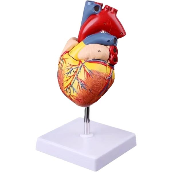本製品は、1:1スケールの人体心臓解剖モデルです。超音波（Bモード）画像を参考にしたリアルなカラー設計と、34ヶ所の構造を細かく標識した教育用モデルで、医療・看護・救急・学校教育・自宅学習まで幅広く活用できます。PVC素材を採用し、耐久性・...