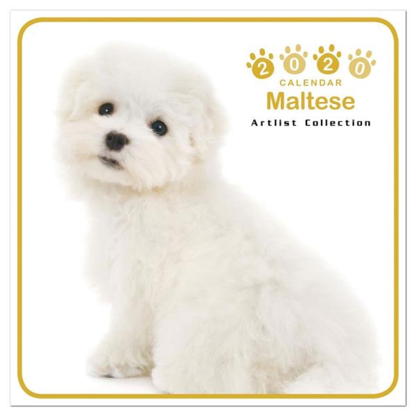 カレンダー ミニサイズ 壁掛け マルチーズ ミニ ノーマルレンズシリーズ 19年9月