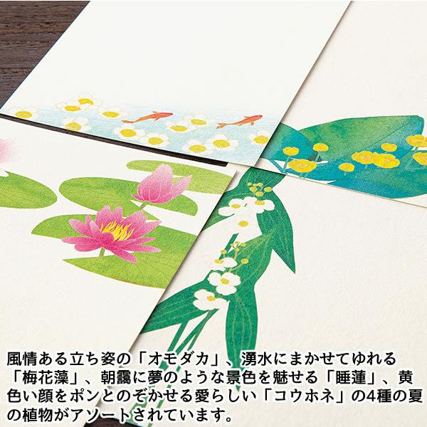 はがき箋 夏柄 水辺の花柄 8枚入り 4柄 2枚 647 11 オモダカ 梅花藻 睡蓮 コウホネ 紙 シリーズ 越前和紙 ミドリ 647 堀萬昭堂 ヤフー店 通販 Yahoo ショッピング