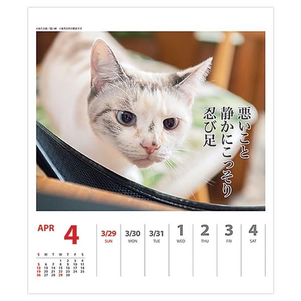カレンダー 卓上 猫川柳 006 週めくり 新品 送料無料 アートプリントジャパン
