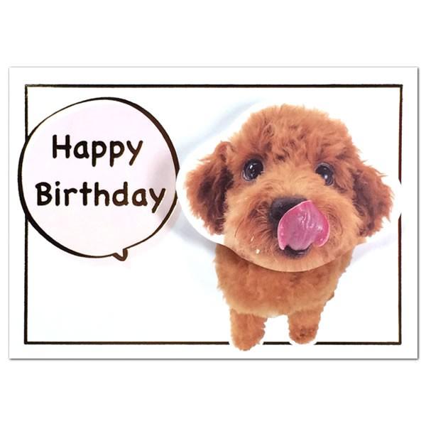 バースデーカード トイプードル Gk 1 アクティブコーポレーション イヌの顔がフルフル揺れる二つ折り誕生日カード Birthday Card Gk 1 堀萬昭堂 ヤフー店 通販 Yahoo ショッピング