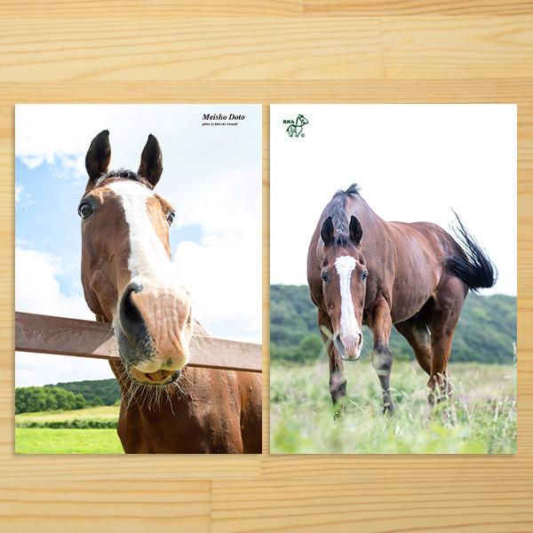 【お求めやすくなりました】メイショウドトウのかわいらしさがたっぷり詰まったクリアファイルは、普段使いはもちろん、コレクションアイテムとしてもおすすめです。収益はすべて引退馬支援活動に活用されます。