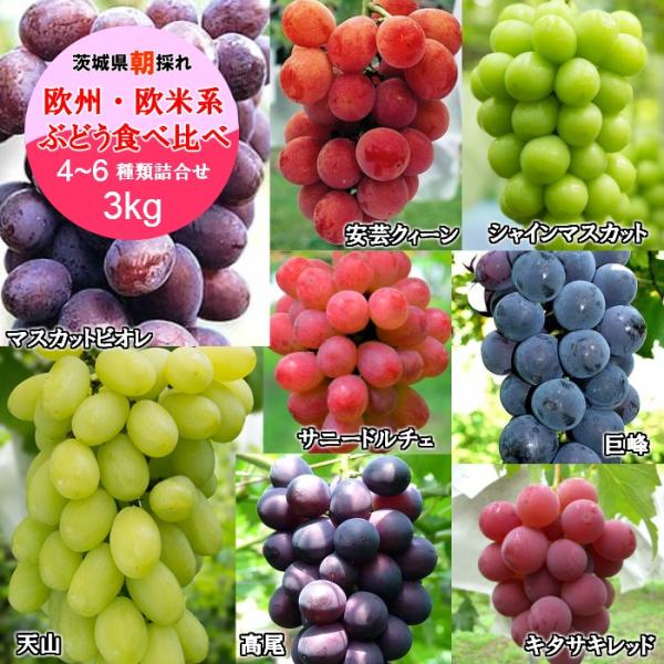 朝採れ 欧米 欧州系ぶどう詰合せ3kg 高尾 安芸クィーン キタサキレッド 巨峰 等 茨城 ブドウ Buyee Buyee Japanese Proxy Service Buy From Japan Bot Online