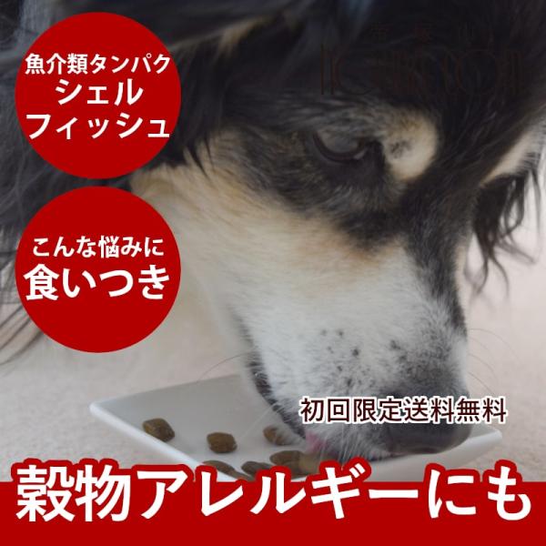 初回限定送料無料 tuシェルフィッシュ 1 5kgスターター 犬用 ドライフード 総合栄養食 犬用 サーモン ニシン 貝 ほたて ザリガニ 010s 犬デンタルケア帝塚山ハウンドカム 通販 Yahoo ショッピング