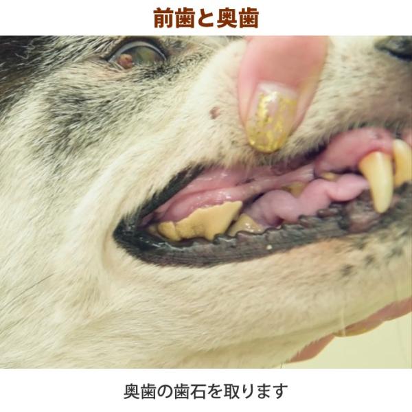 犬用品愛犬 愛猫用歯石取りペンチ ペット用 Dent 0018 犬デンタルケア帝塚山ハウンドカム