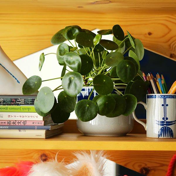 Lisa Larson（リサラーソン） 波佐見焼 flora フローラ 鉢カバー