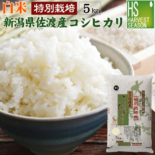 数量限定 精白米 5kg 新潟県 佐渡 コシヒカリ 特別栽培米 令和4年産 送料無料